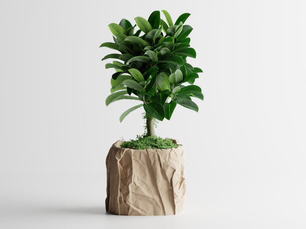 Crumbled Paper Flower Pot Home Decoretive Eco-Freindly Pots